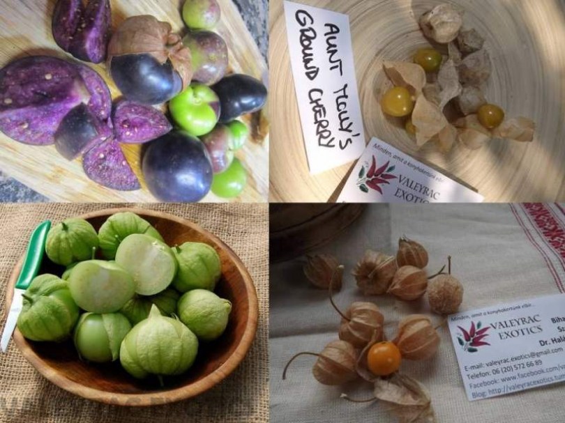 Physalis válogatás 4 fajta - Akciós paradicsommagok az Egzotikus Növények Stúdiója kínálatából